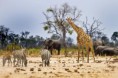 /album/fotogaleria/sabanab-jpg/